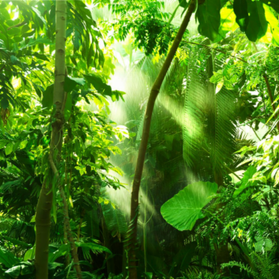 New research demonstrates climate benefits of rainforest protection and restoration