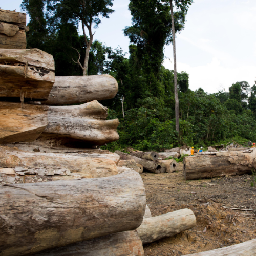 The EU proposal to reduce deforestation, what does it mean for the